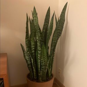 Meet your Posher, Annabelle